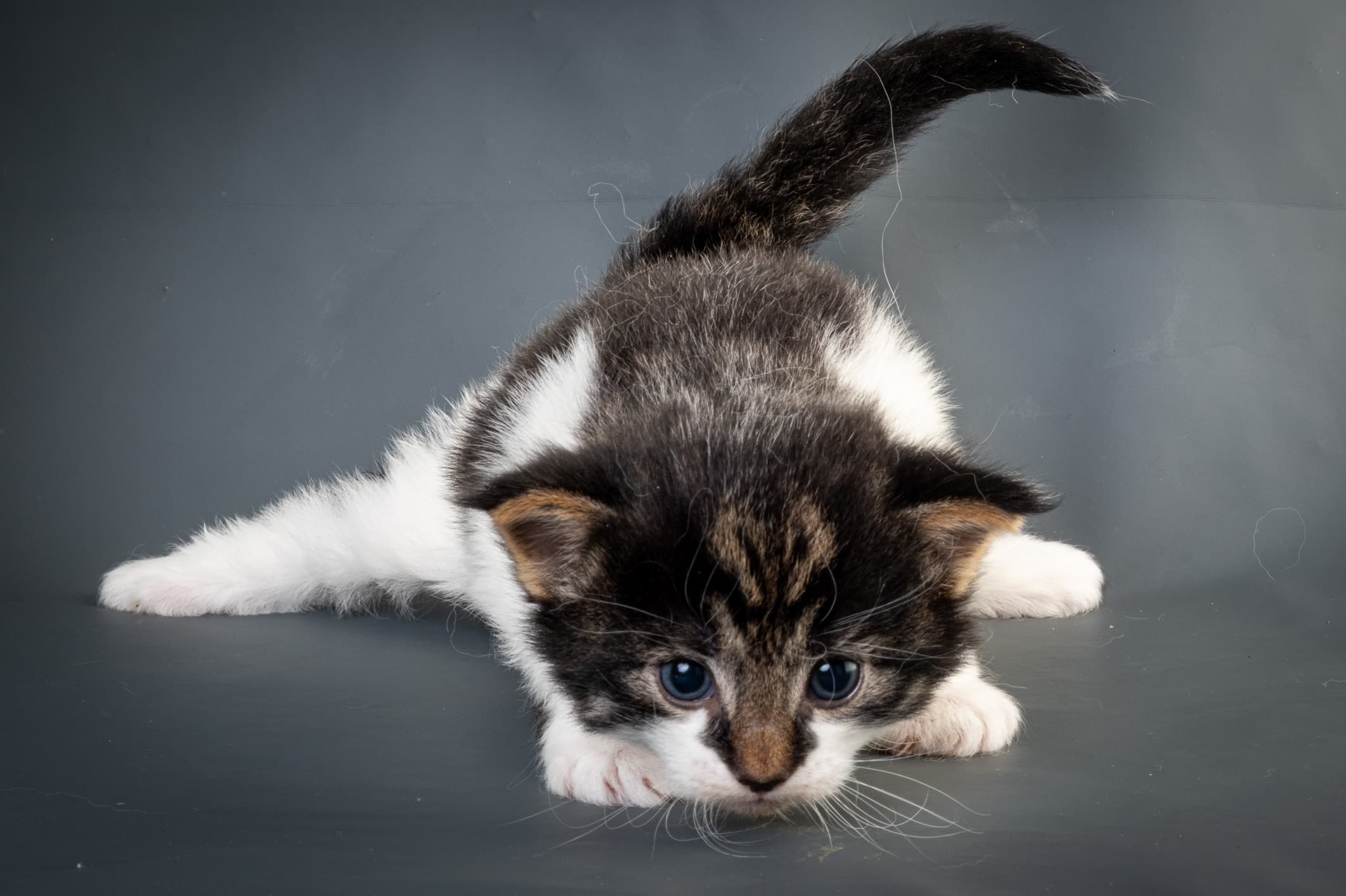 (N)Migoto's Magne, NFO n 03 22