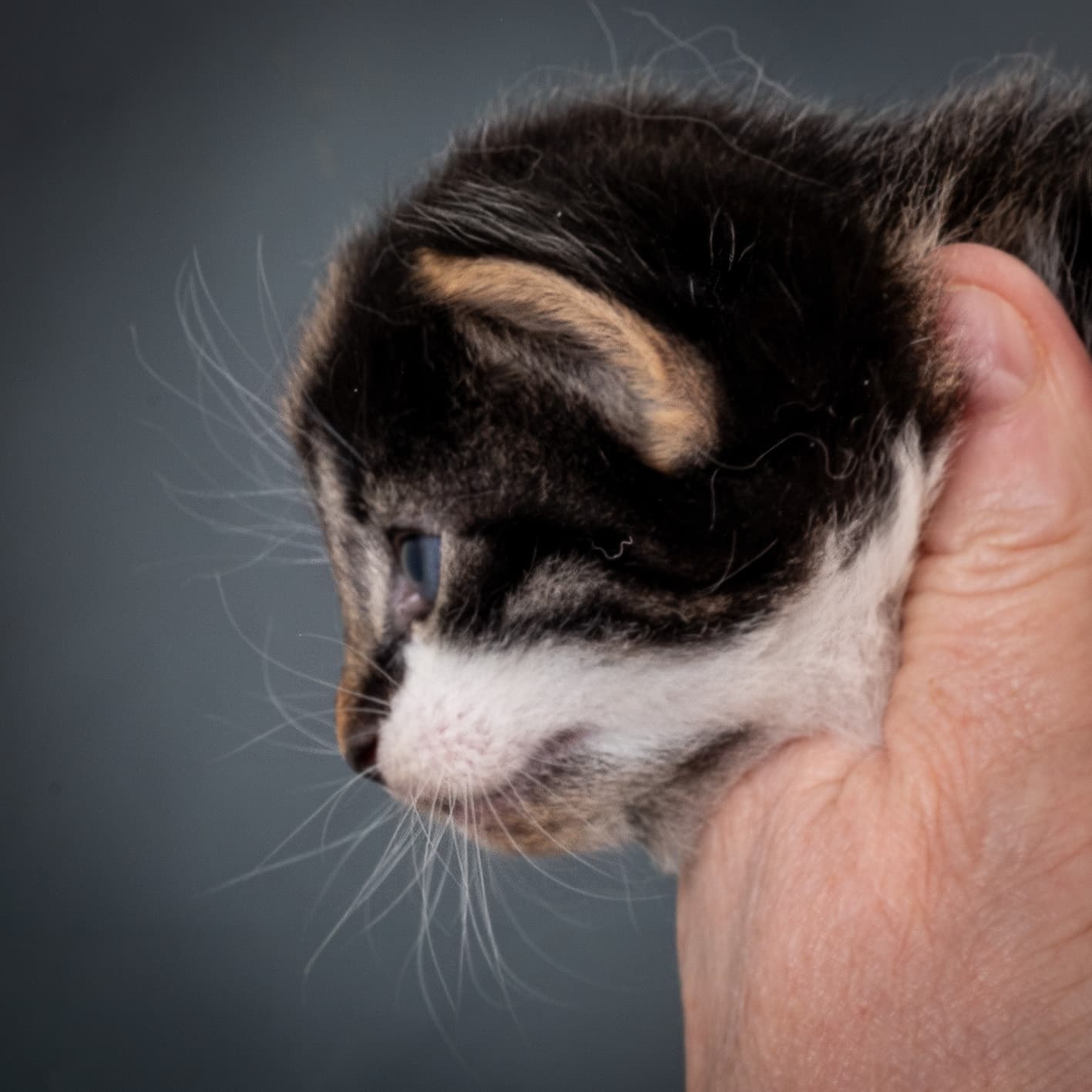 (N)Migoto's Magne, NFO n 03 22