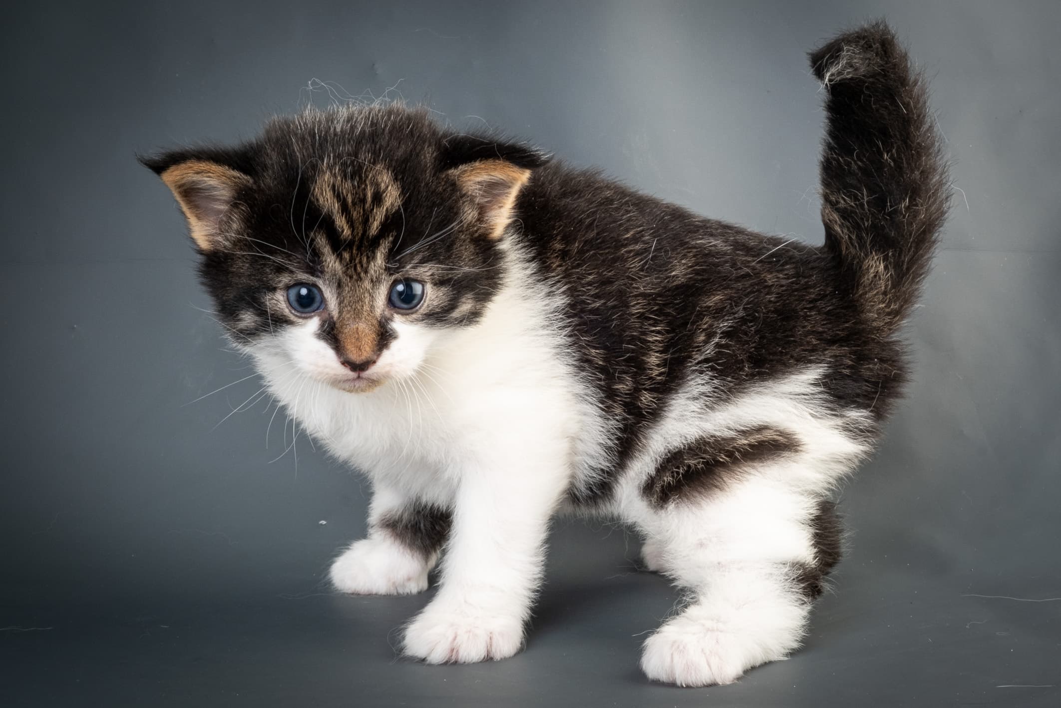 (N)Migoto's Magne, NFO n 03 22