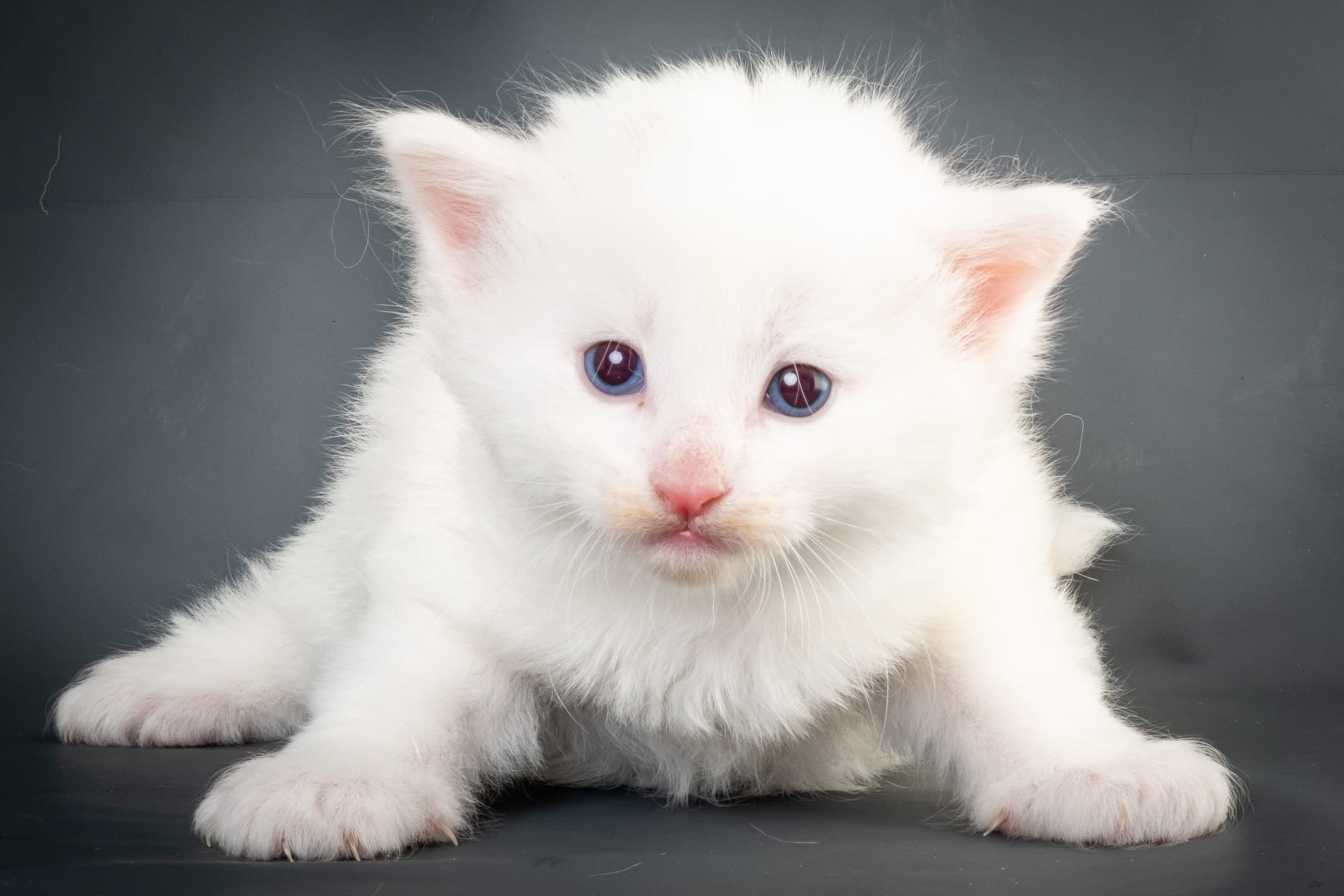 (N)Migoto's Max, NFO w ??