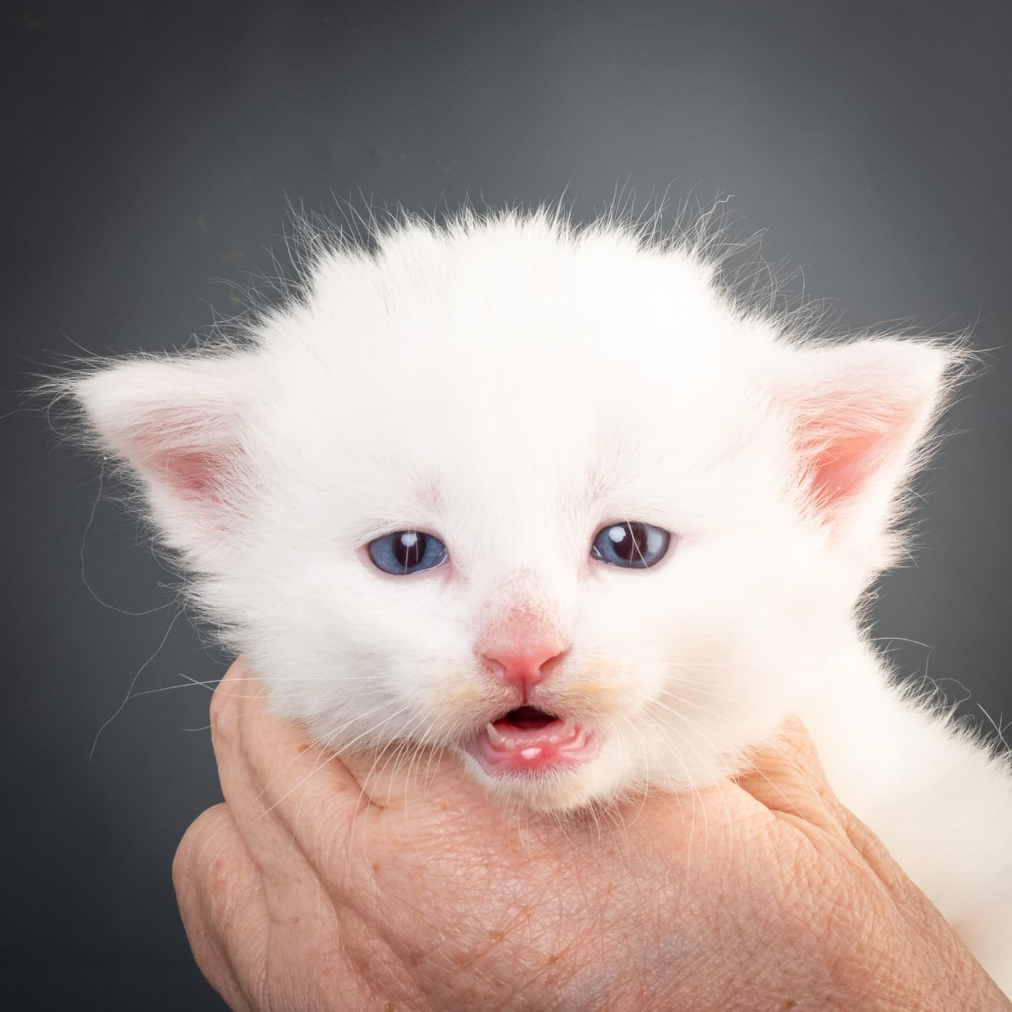 (N)Migoto's Max, NFO w ??