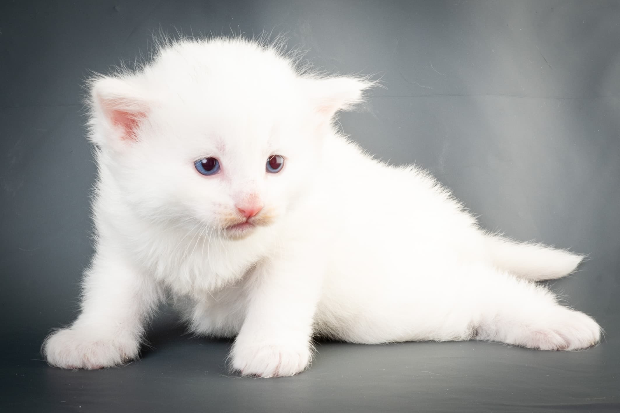 (N)Migoto's Max, NFO w ??