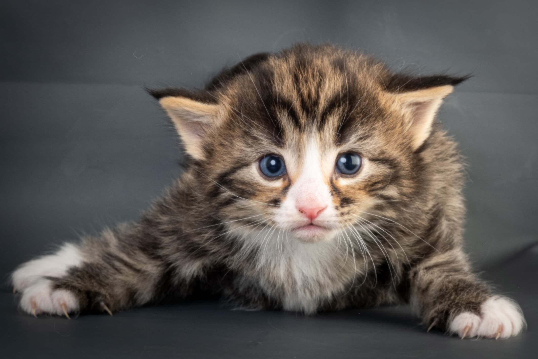 (N)Migoto's Martinius, NFO n 09 24