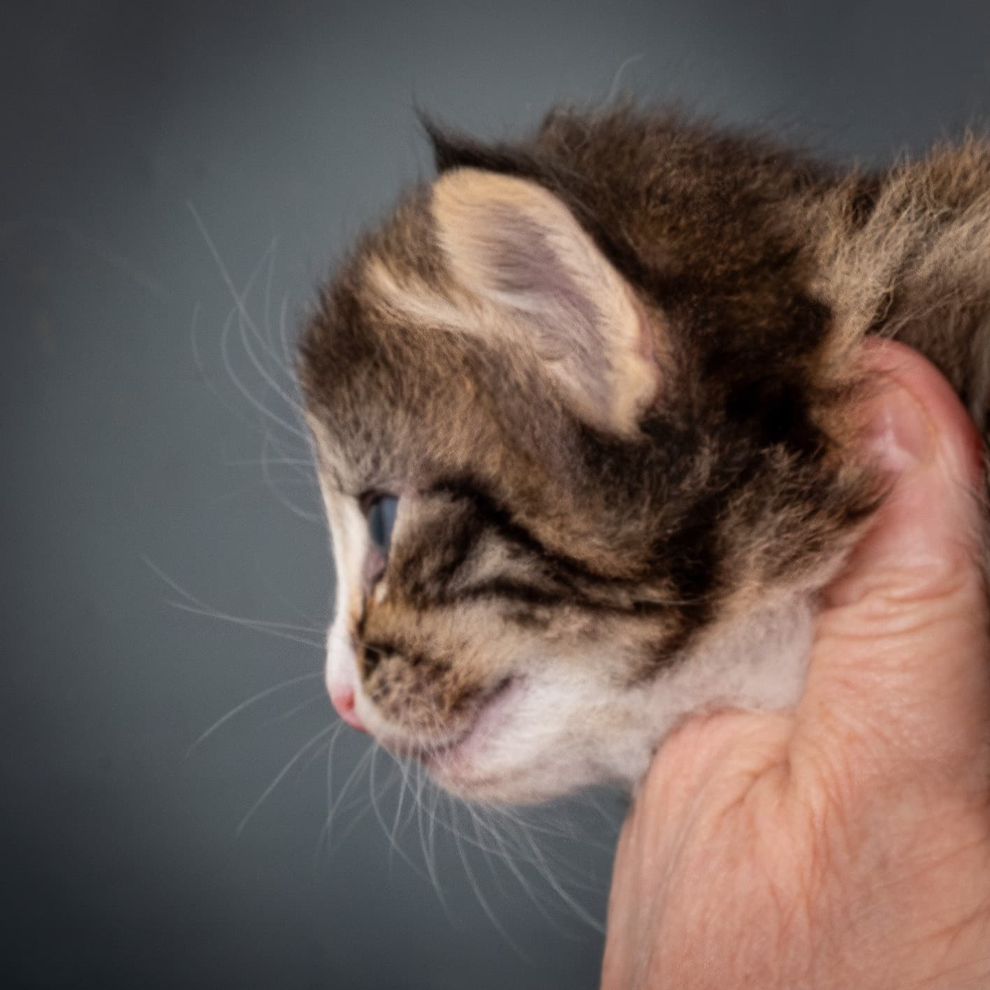 (N)Migoto's Martinius, NFO n 09 24