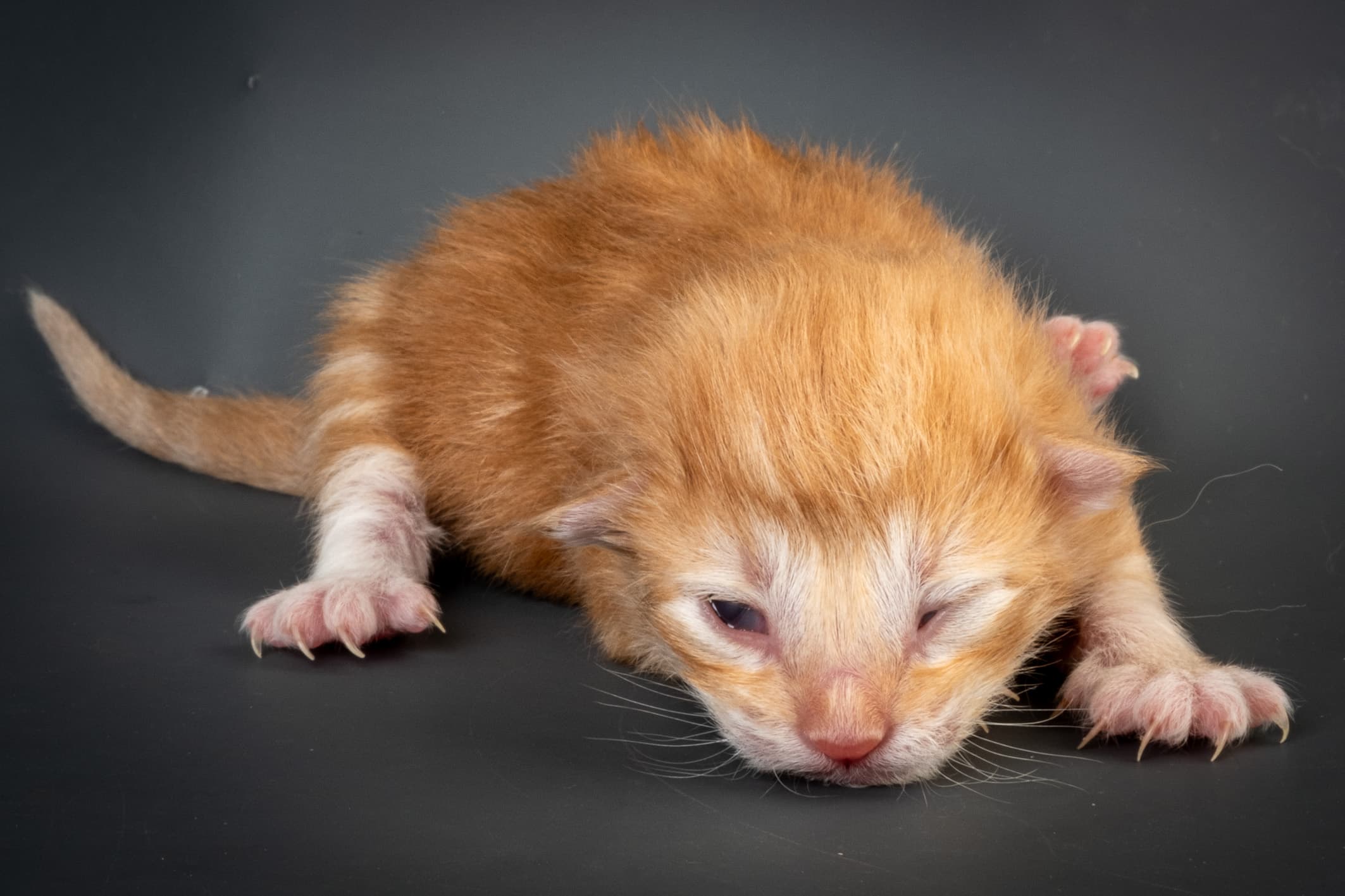 (N)Migoto's Nemo, d 09 22