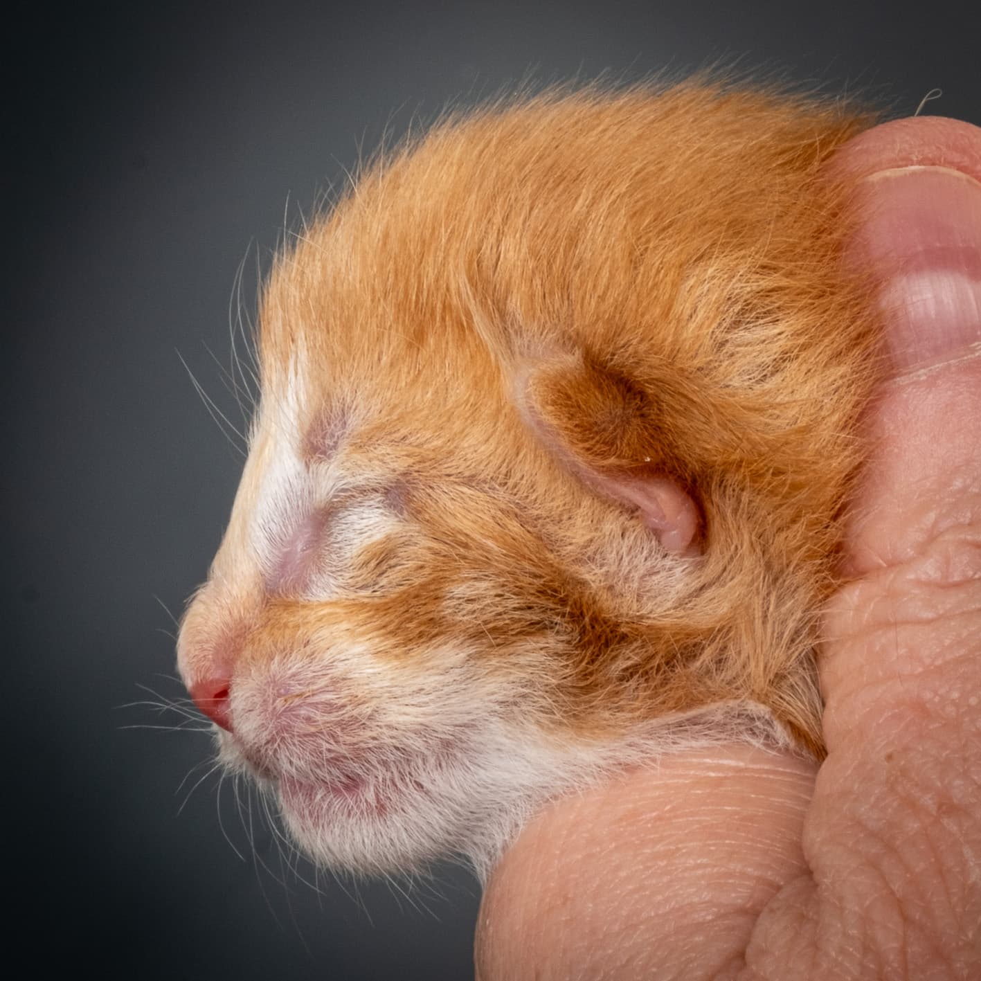 (N)Migoto's Nemo, d 09 22