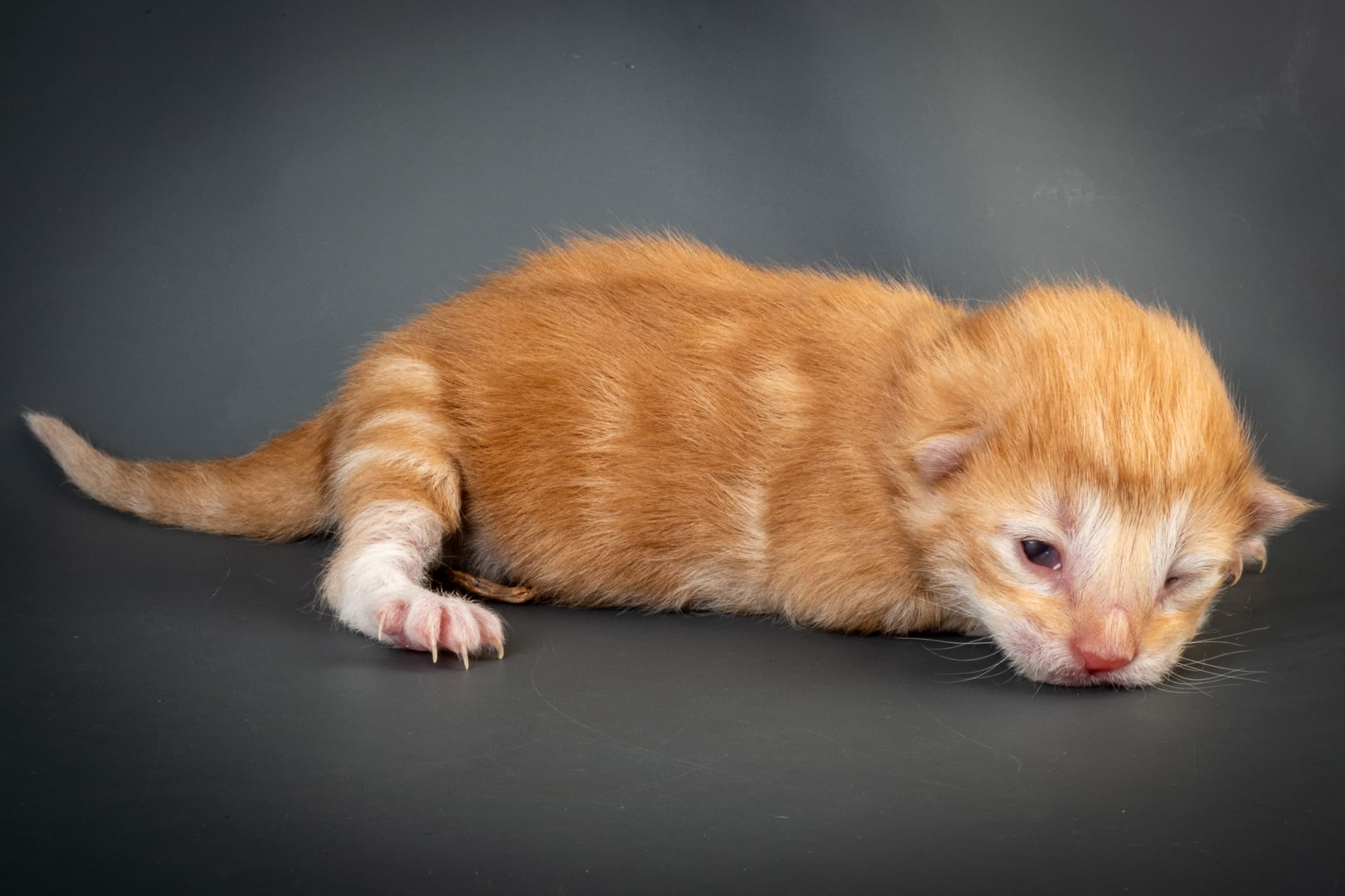 (N)Migoto's Nemo, d 09 22