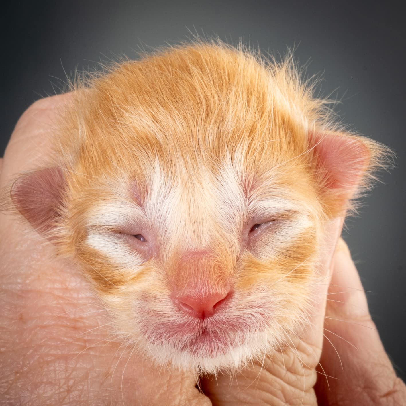 (N)Migoto's Nicco, NFO d 09 22