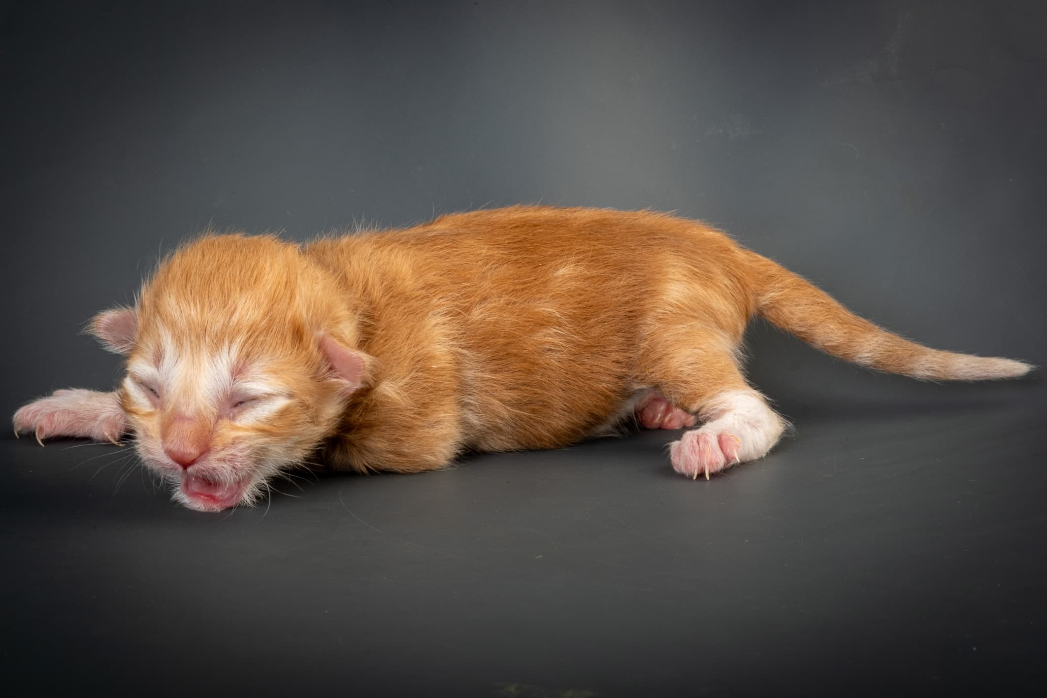 (N)Migoto's Nicco, NFO d 09 22