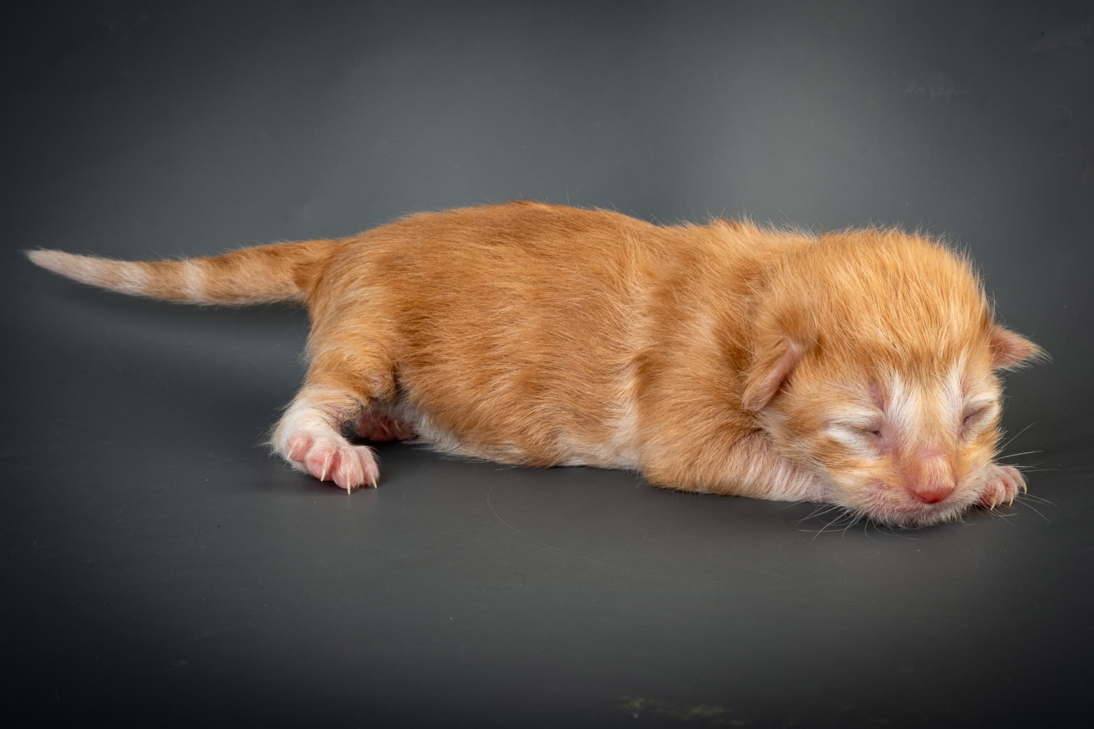 (N)Migoto's Nicco, NFO d 09 22