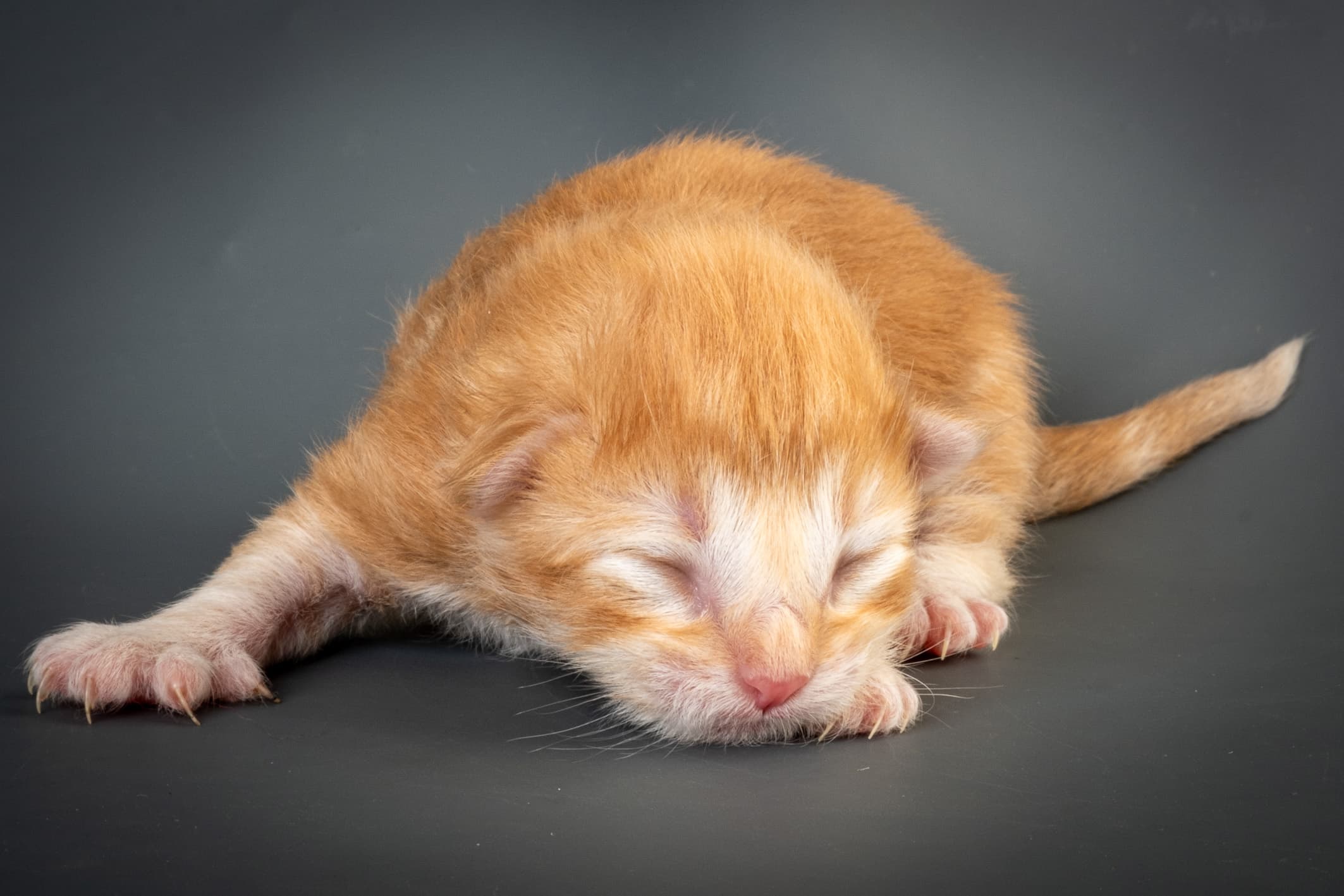 (N)Migoto's Nikolai, NFO d 09 22