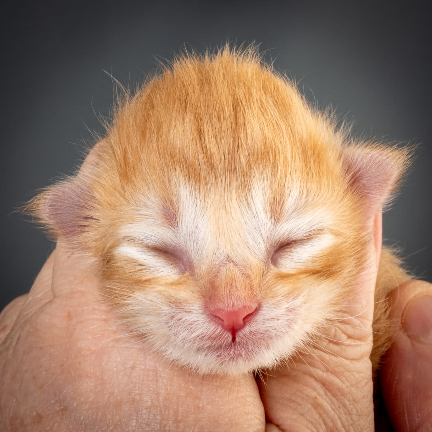 (N)Migoto's Nikolai, NFO d 09 22