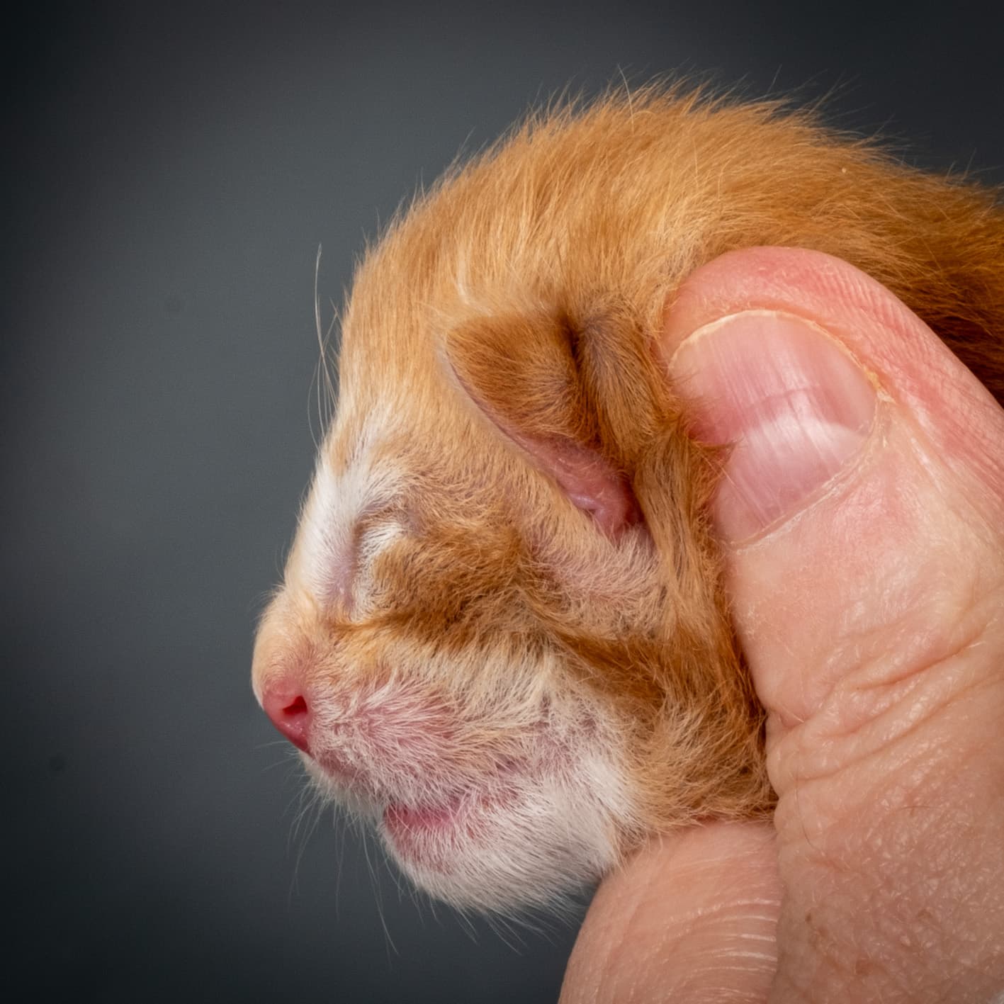 (N)Migoto's Nikolai, NFO d 09 22