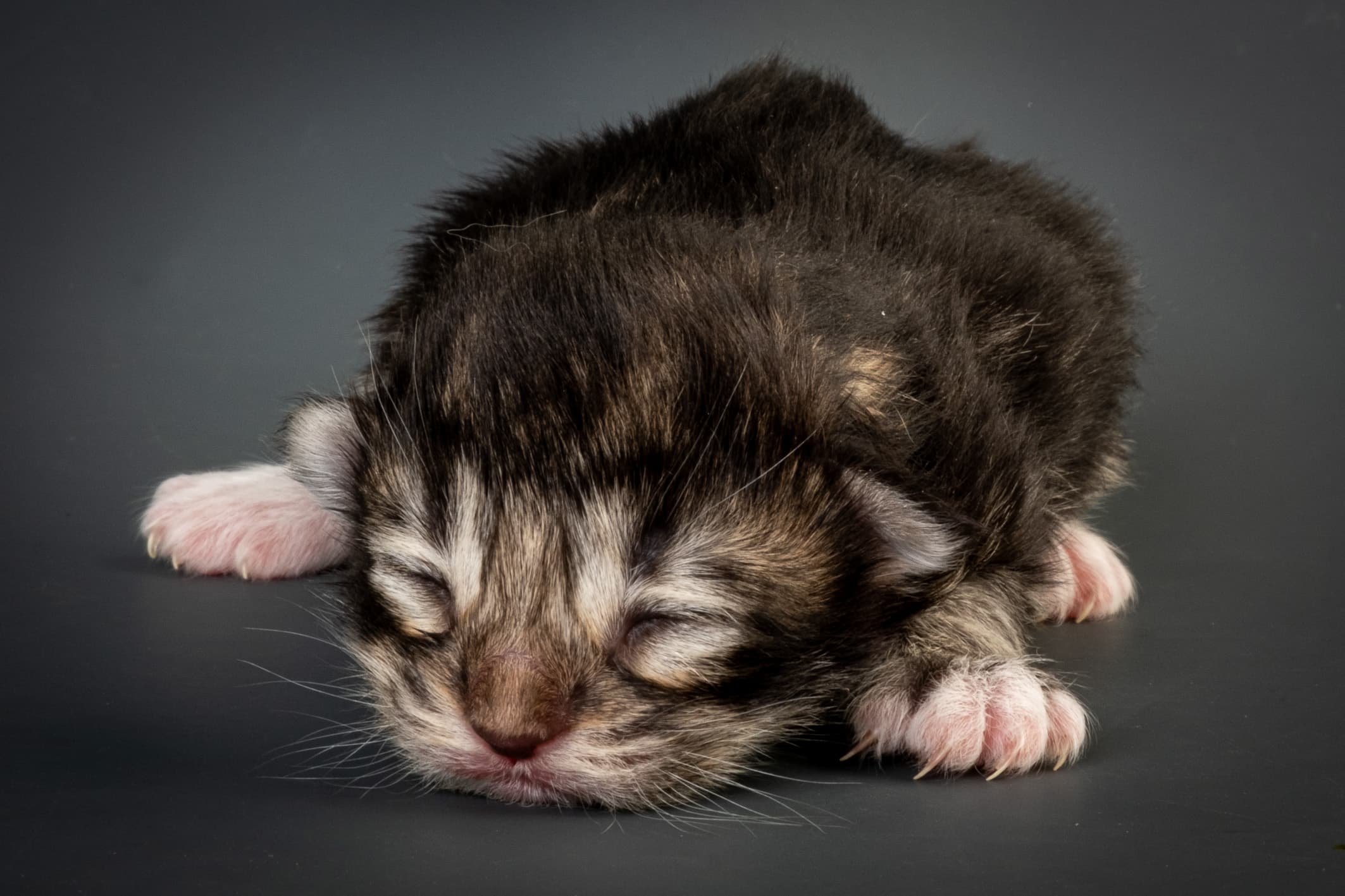 (N)Migoto's Njård, NFO n 09 22