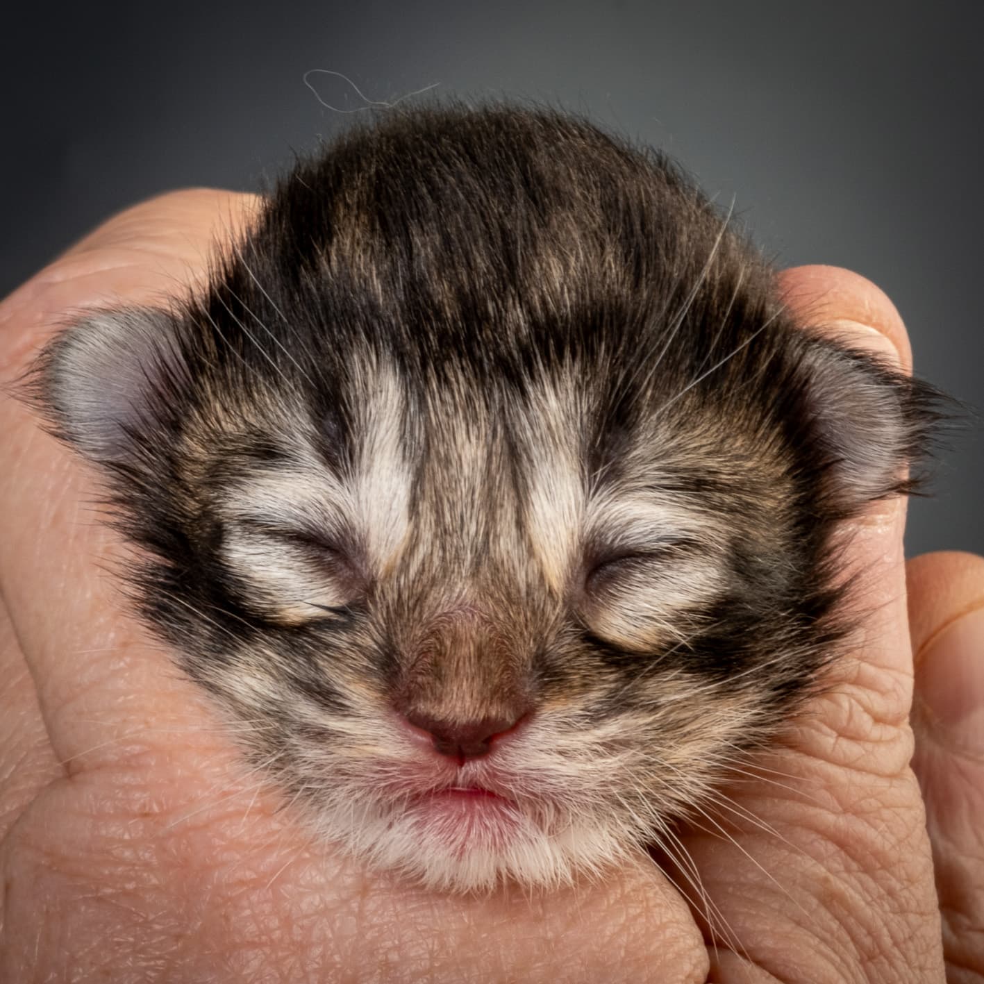 (N)Migoto's Njård, NFO n 09 22