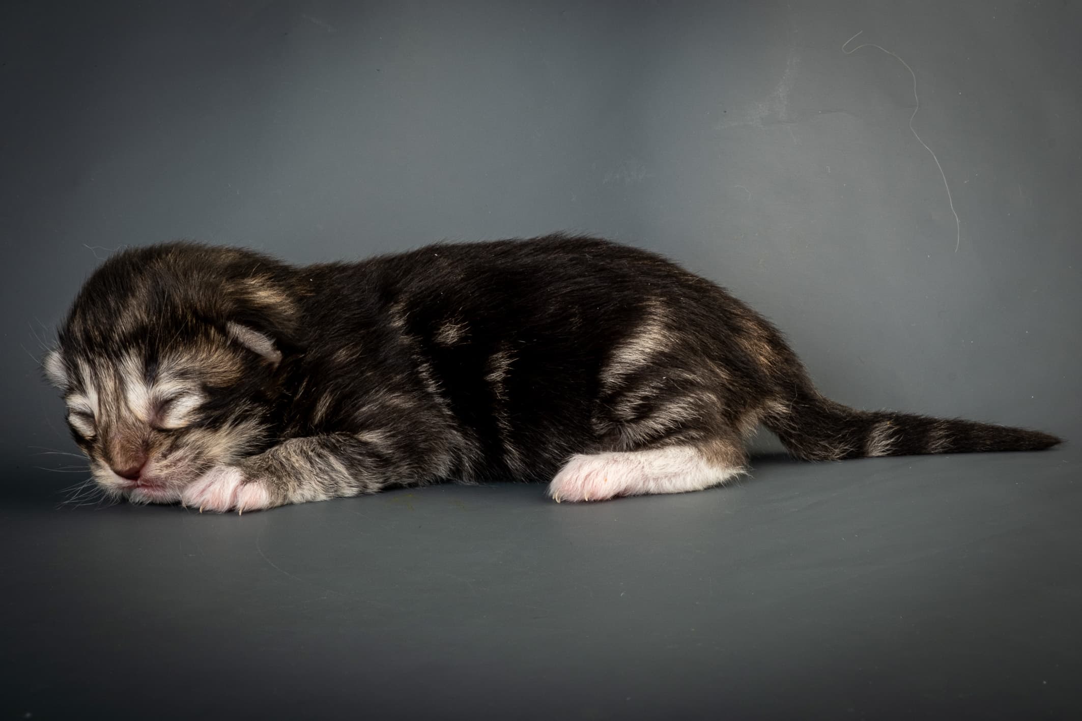 (N)Migoto's Njård, NFO n 09 22