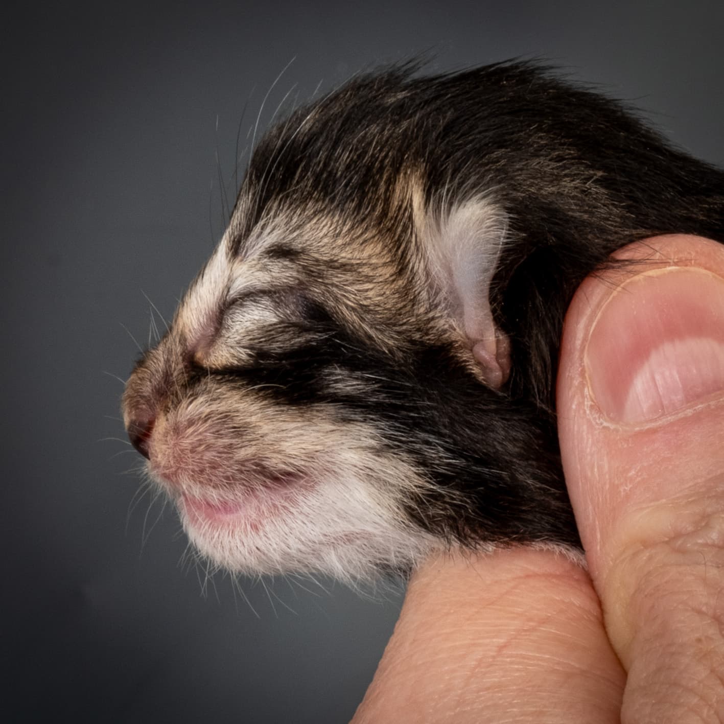 (N)Migoto's Nina, NFO n 09 22