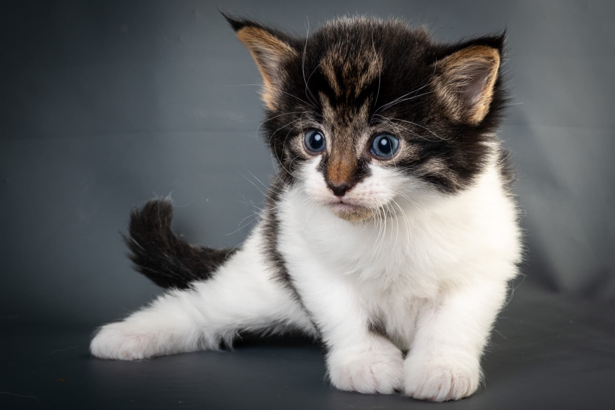 (N)Migoto's Magne, NFO n 03 22