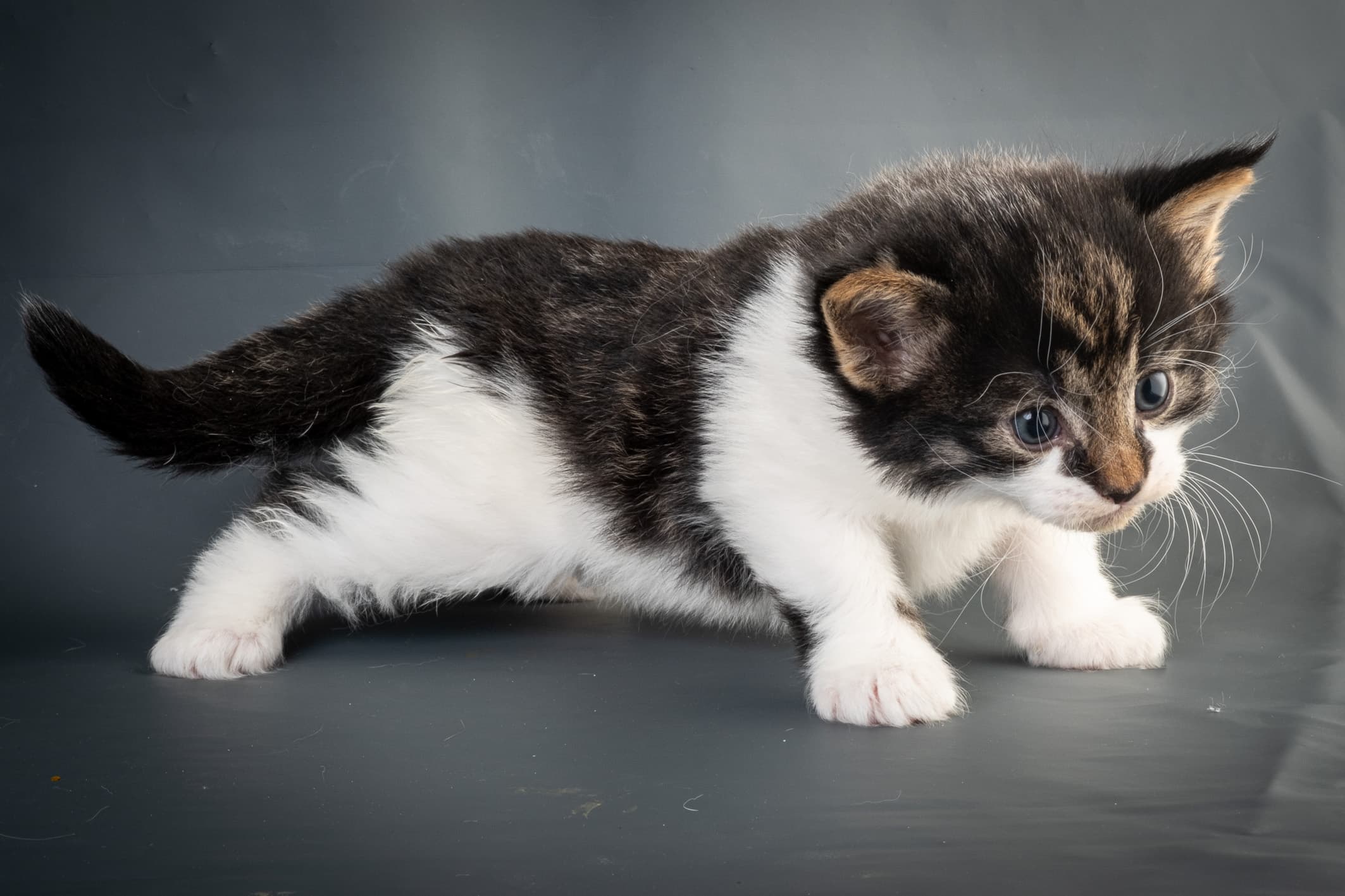 (N)Migoto's Magne, NFO n 03 22