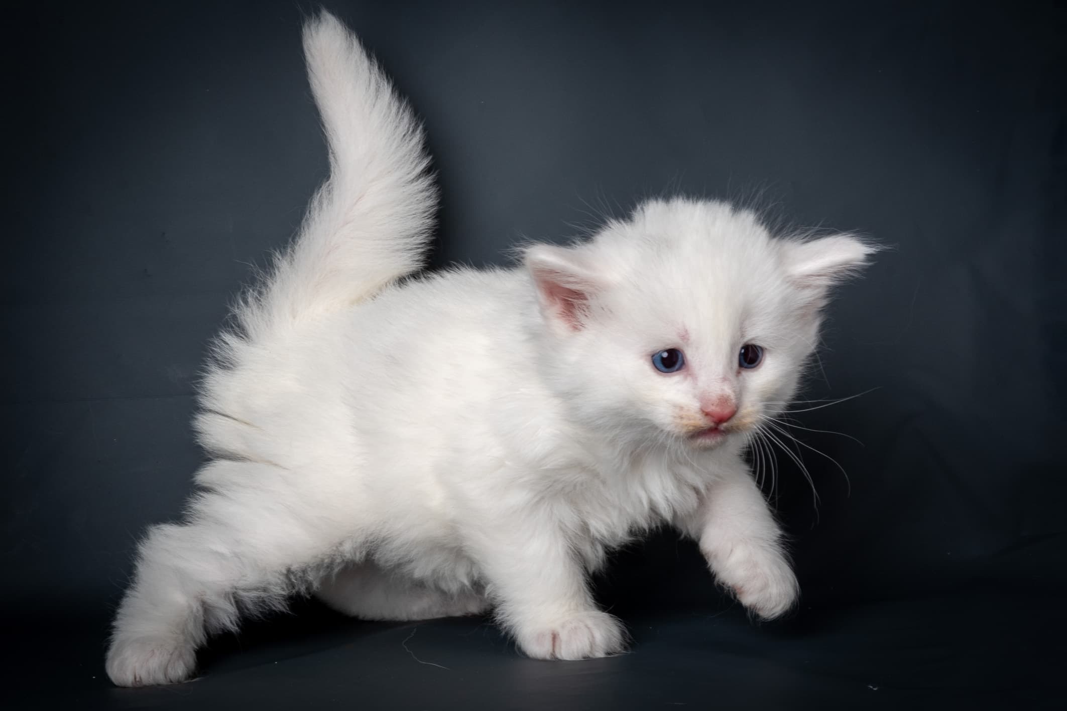 (N)Migoto's Max, NFO w ??