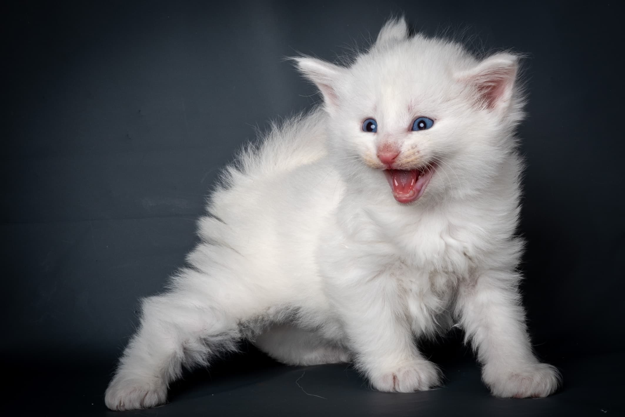 (N)Migoto's Max, NFO w ??