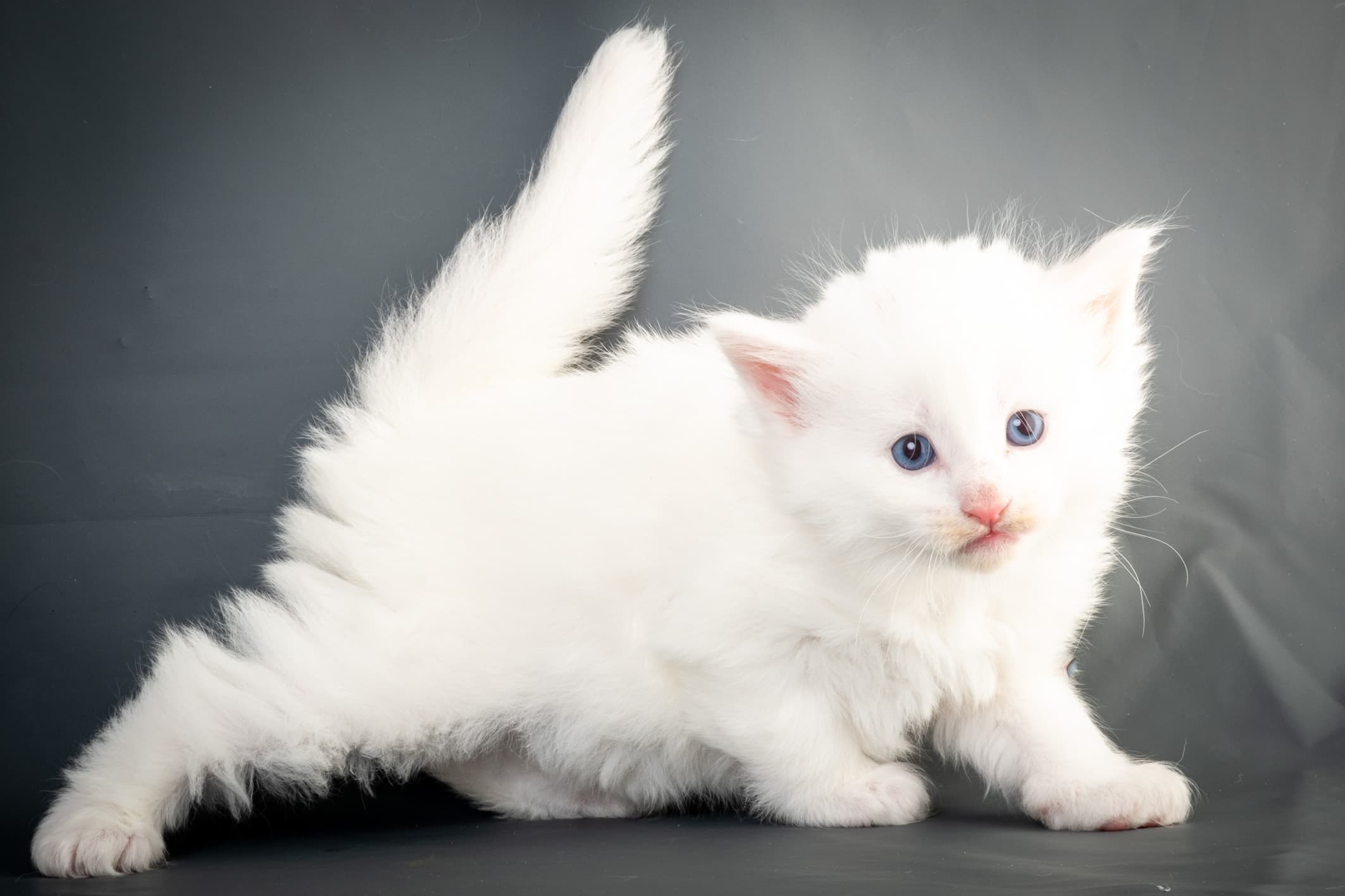 (N)Migoto's Max, NFO w ??