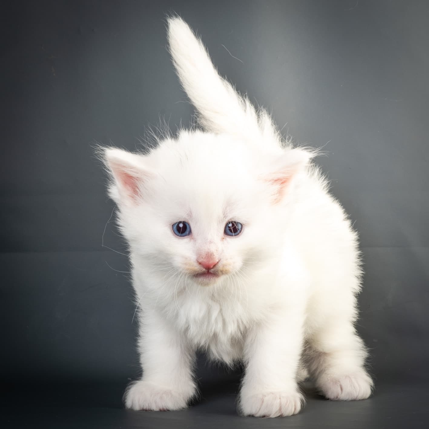 (N)Migoto's Max, NFO w ??