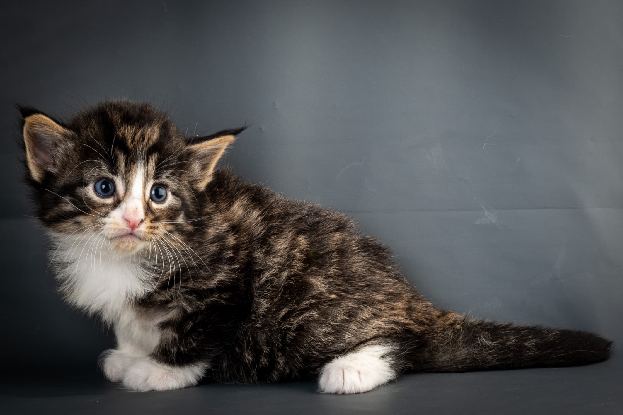 (N)Migoto's Marcus, NFO n 09 24