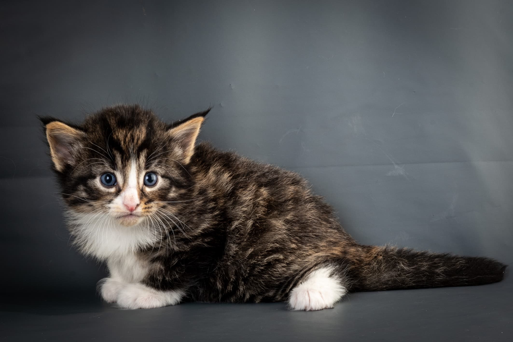 (N)Migoto's Marcus, NFO n 09 24