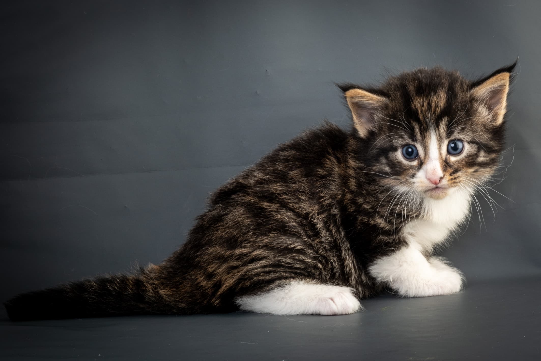 (N)Migoto's Marcus, NFO n 09 24