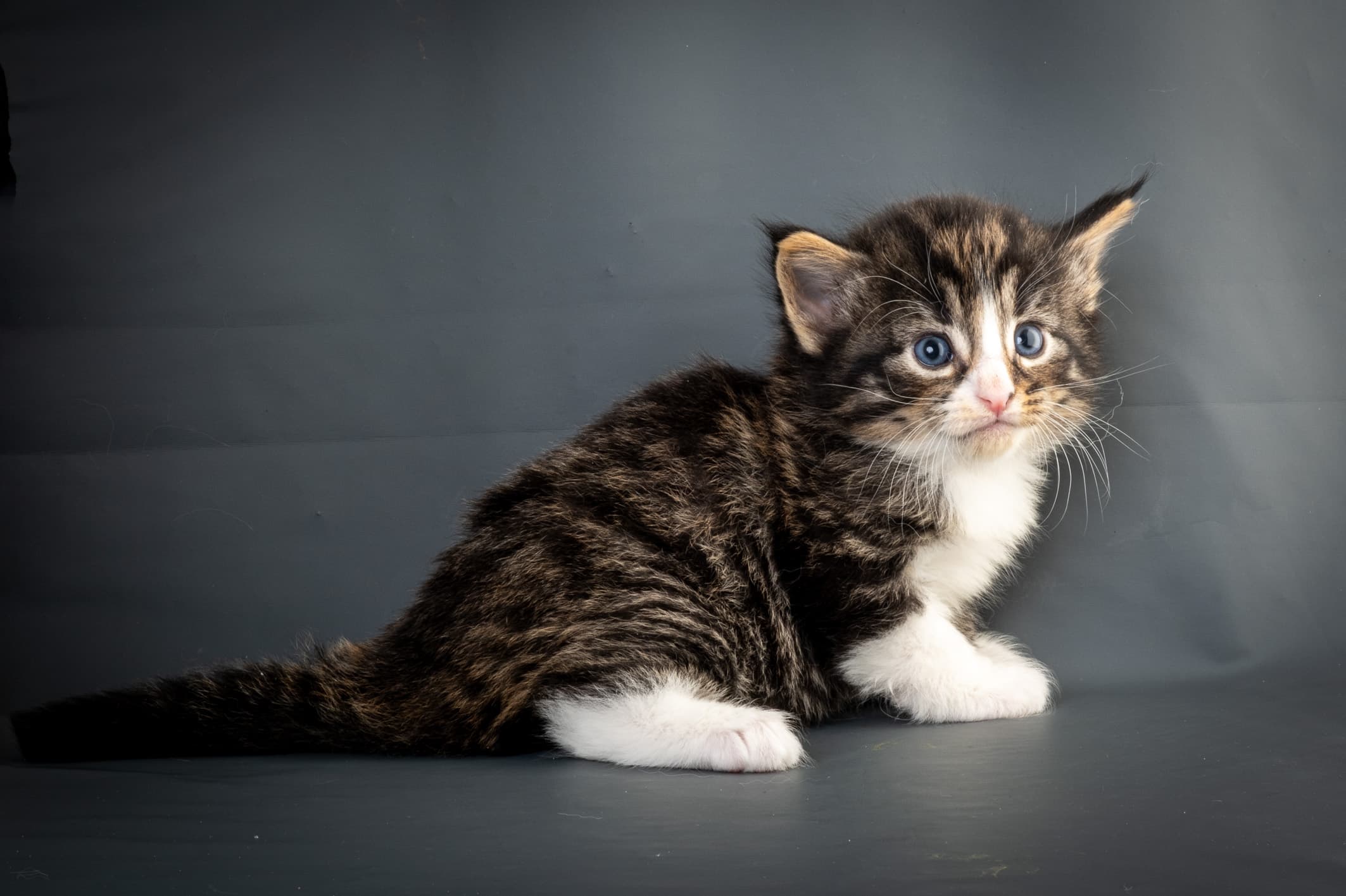 (N)Migoto's Marcus, NFO n 09 24