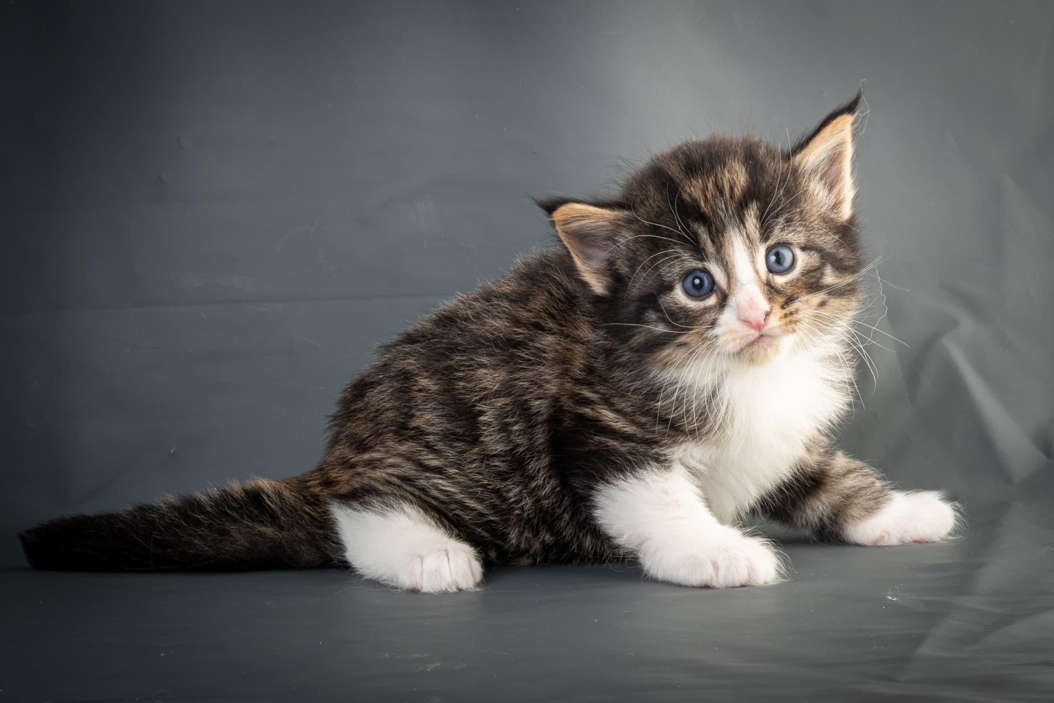 (N)Migoto's Marcus, NFO n 09 24