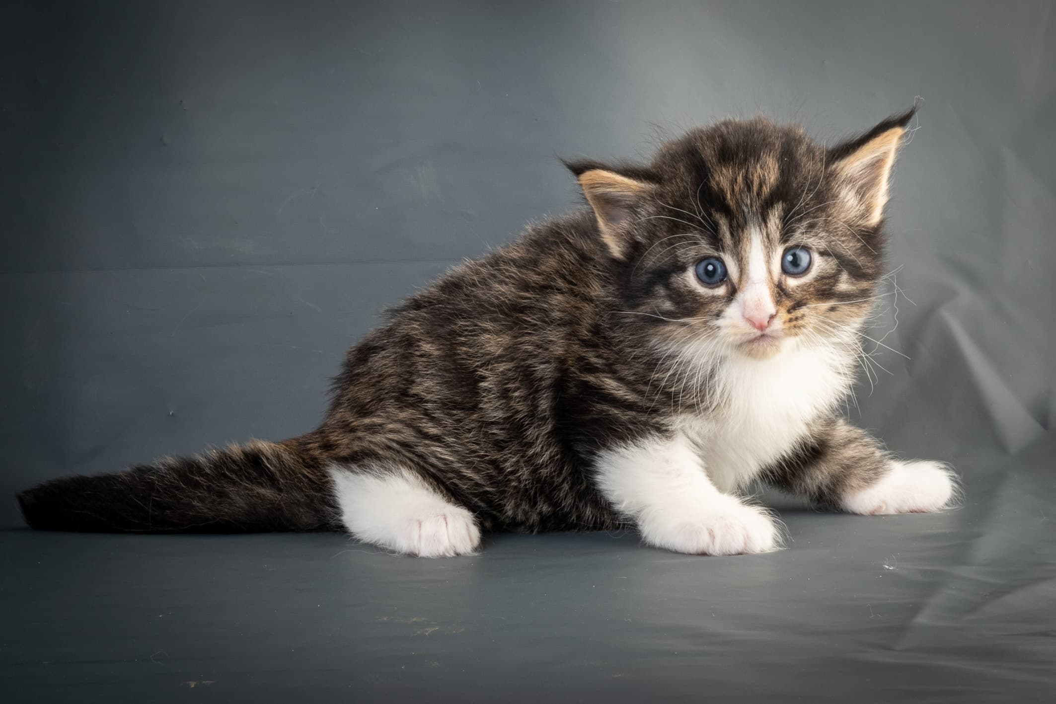 (N)Migoto's Marcus, NFO n 09 24