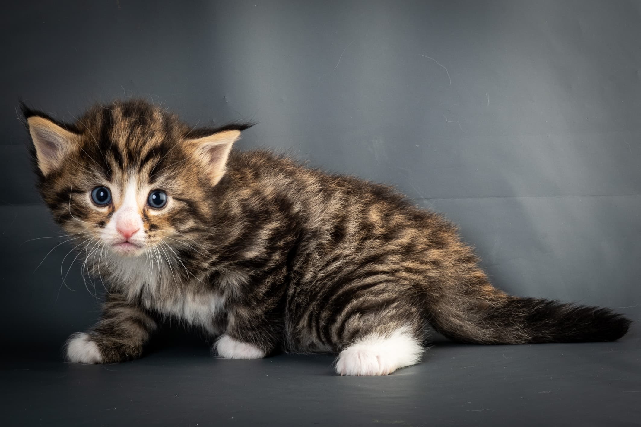 (N)Migoto's Martinius, NFO n 09 24