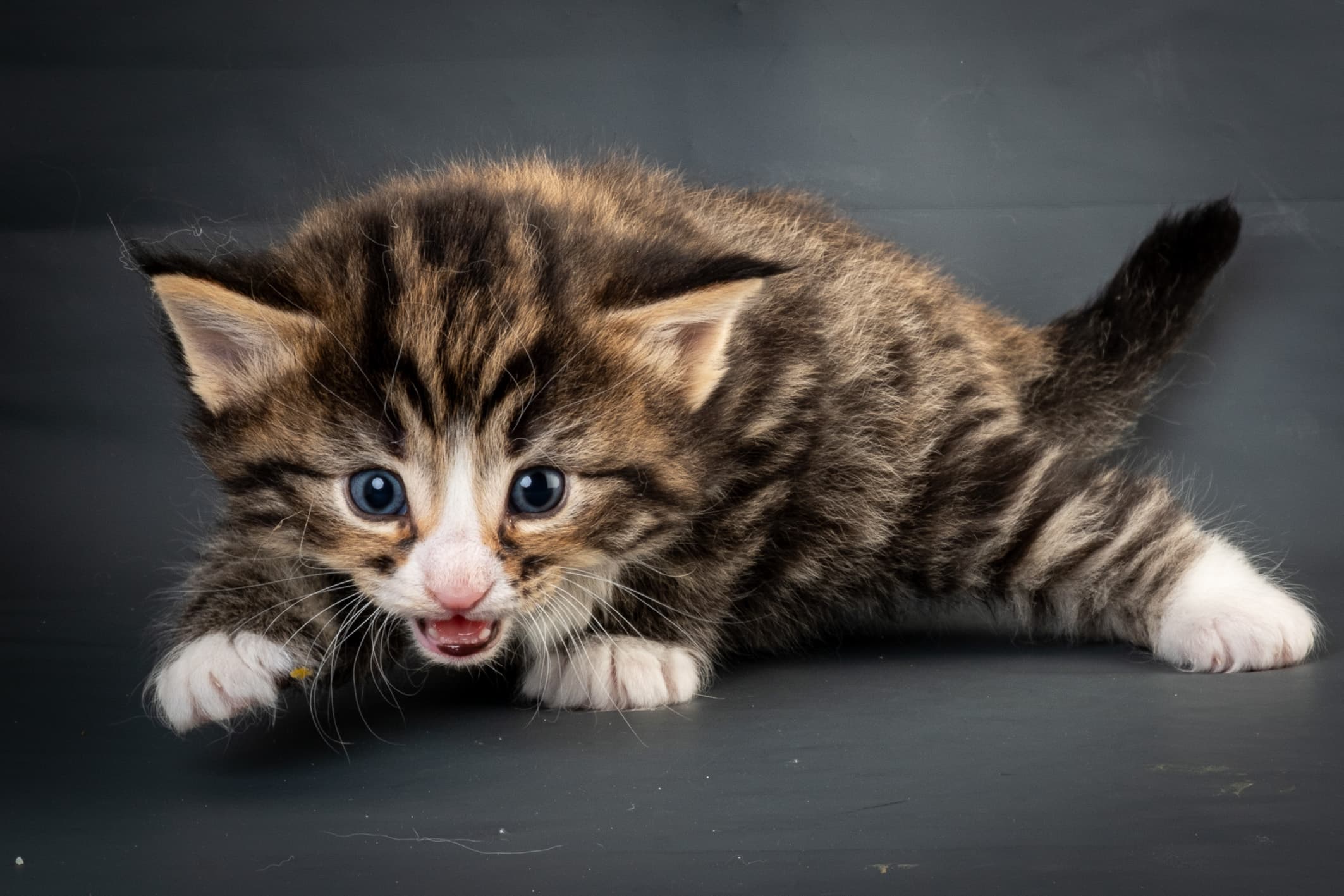 (N)Migoto's Martinius, NFO n 09 24