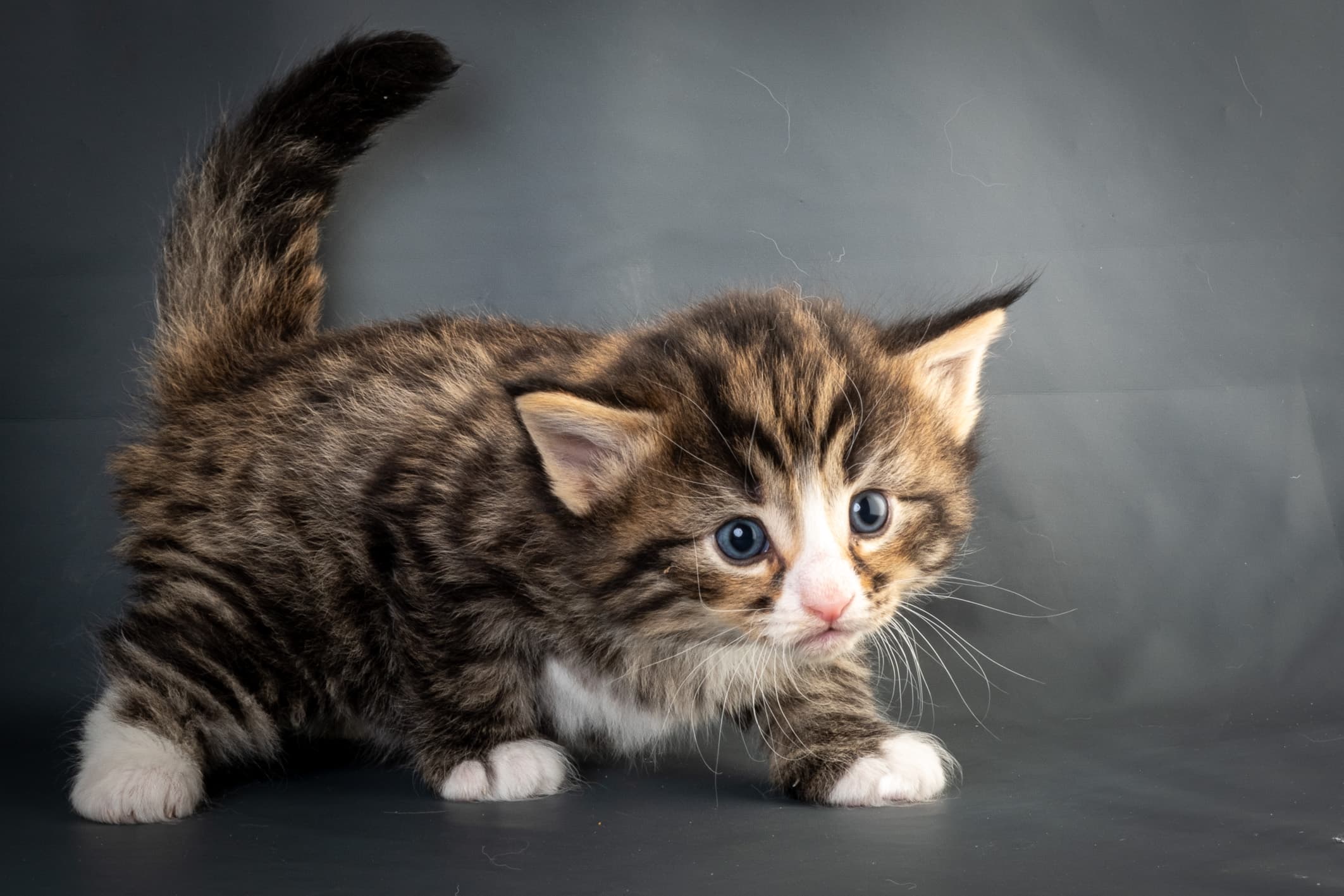 (N)Migoto's Martinius, NFO n 09 24