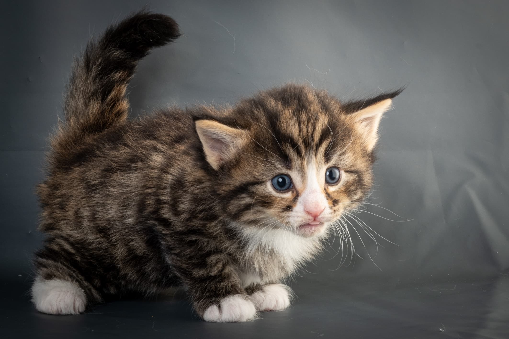 (N)Migoto's Martinius, NFO n 09 24