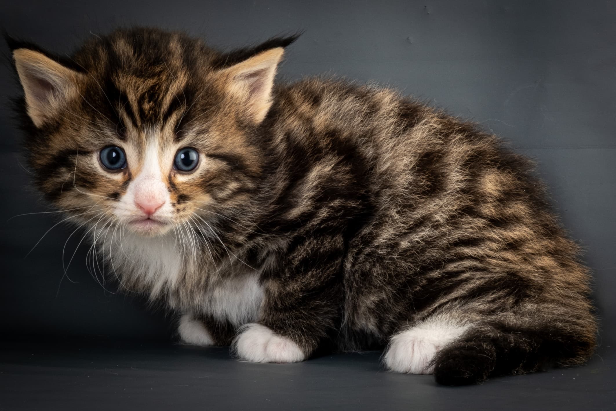 (N)Migoto's Martinius, NFO n 09 24