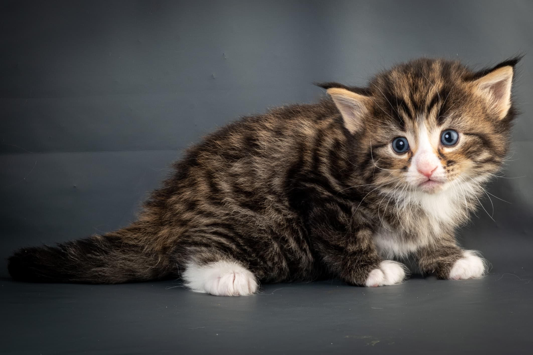 (N)Migoto's Martinius, NFO n 09 24