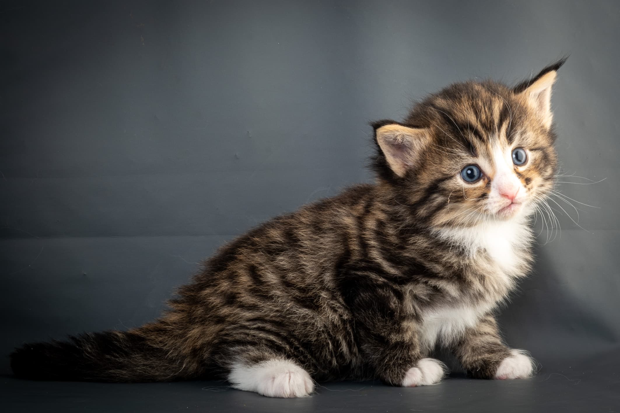 (N)Migoto's Martinius, NFO n 09 24