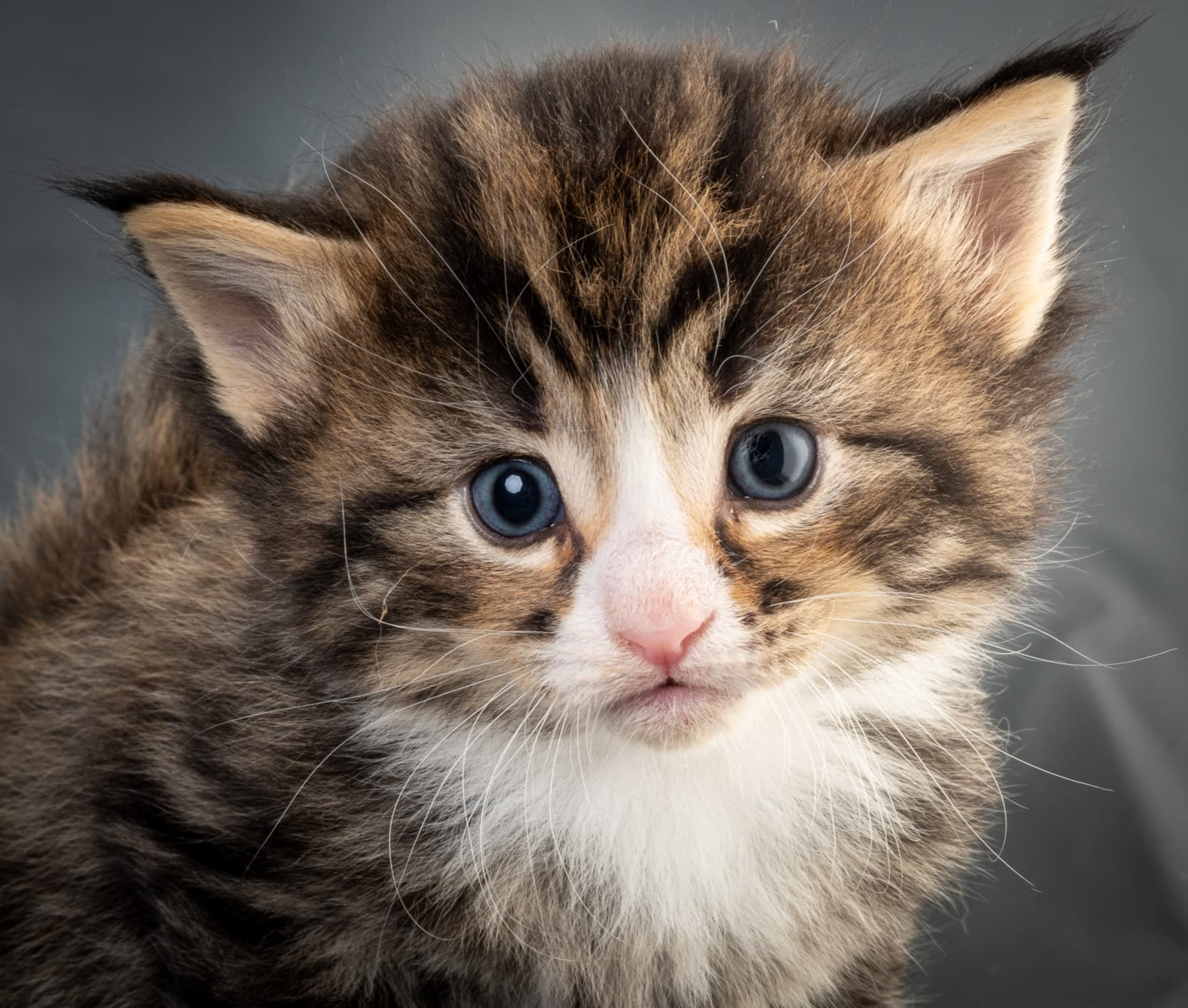 (N)Migoto's Martinius, NFO n 09 24