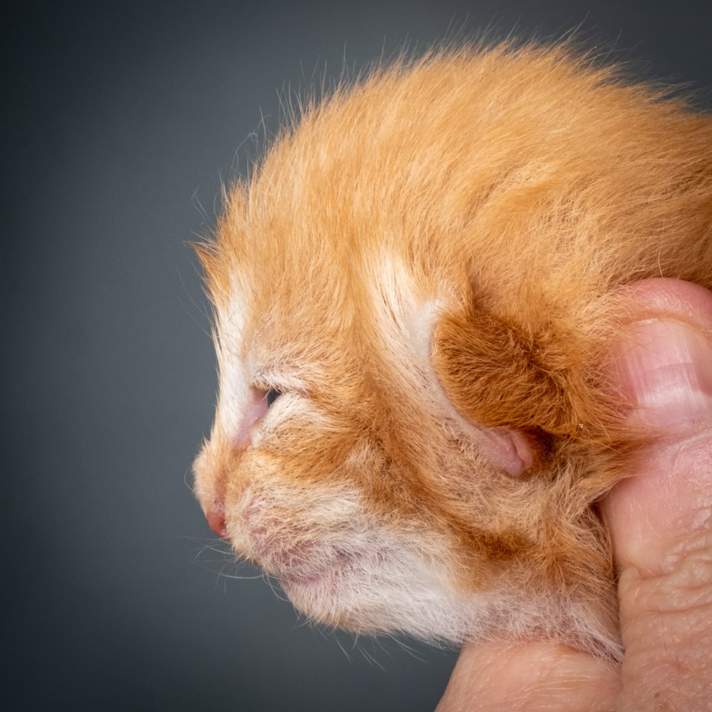 (N)Migoto's Nemo, d 09 22