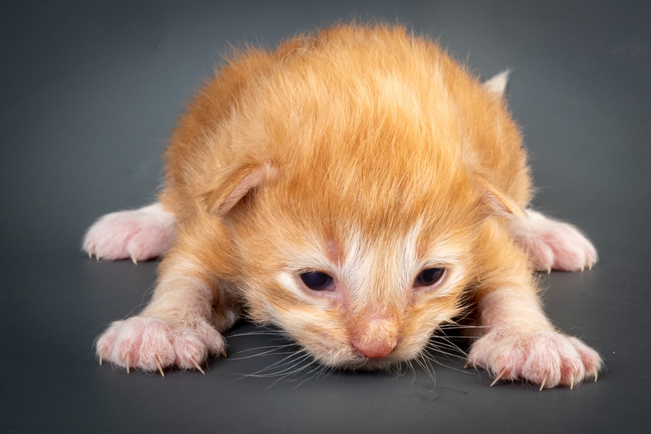 (N)Migoto's Nicco, NFO d 09 22