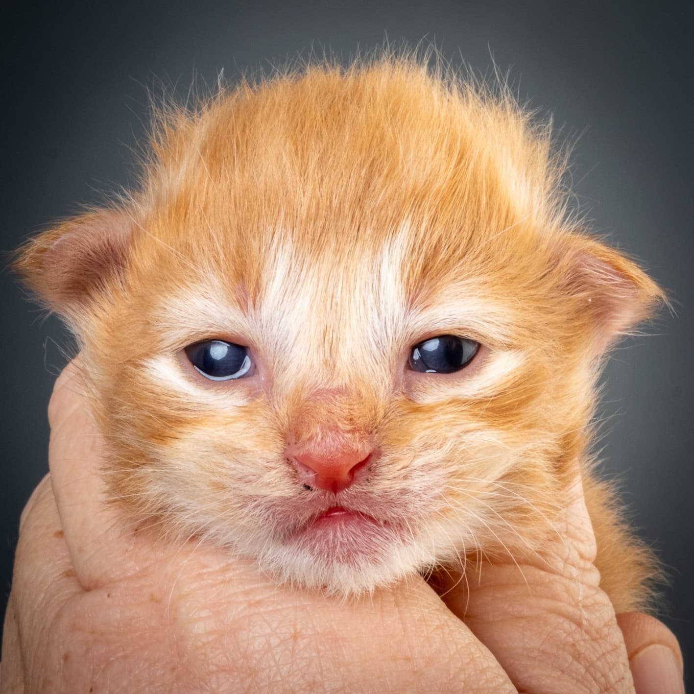 (N)Migoto's Nicco, NFO d 09 22