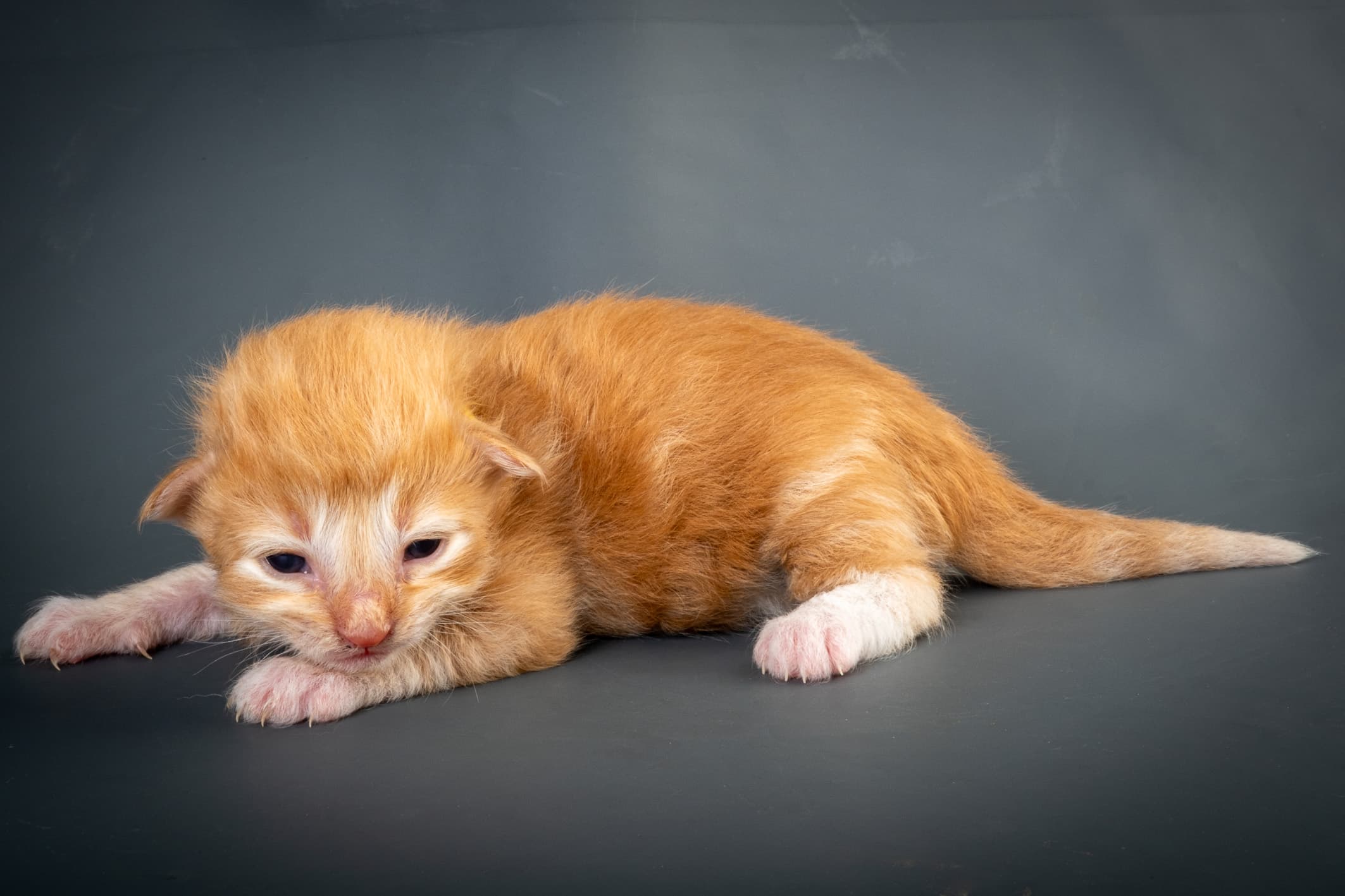 (N)Migoto's Nicco, NFO d 09 22