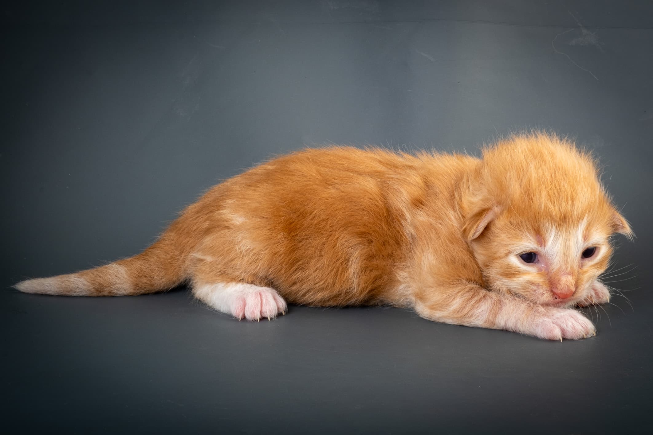 (N)Migoto's Nicco, NFO d 09 22