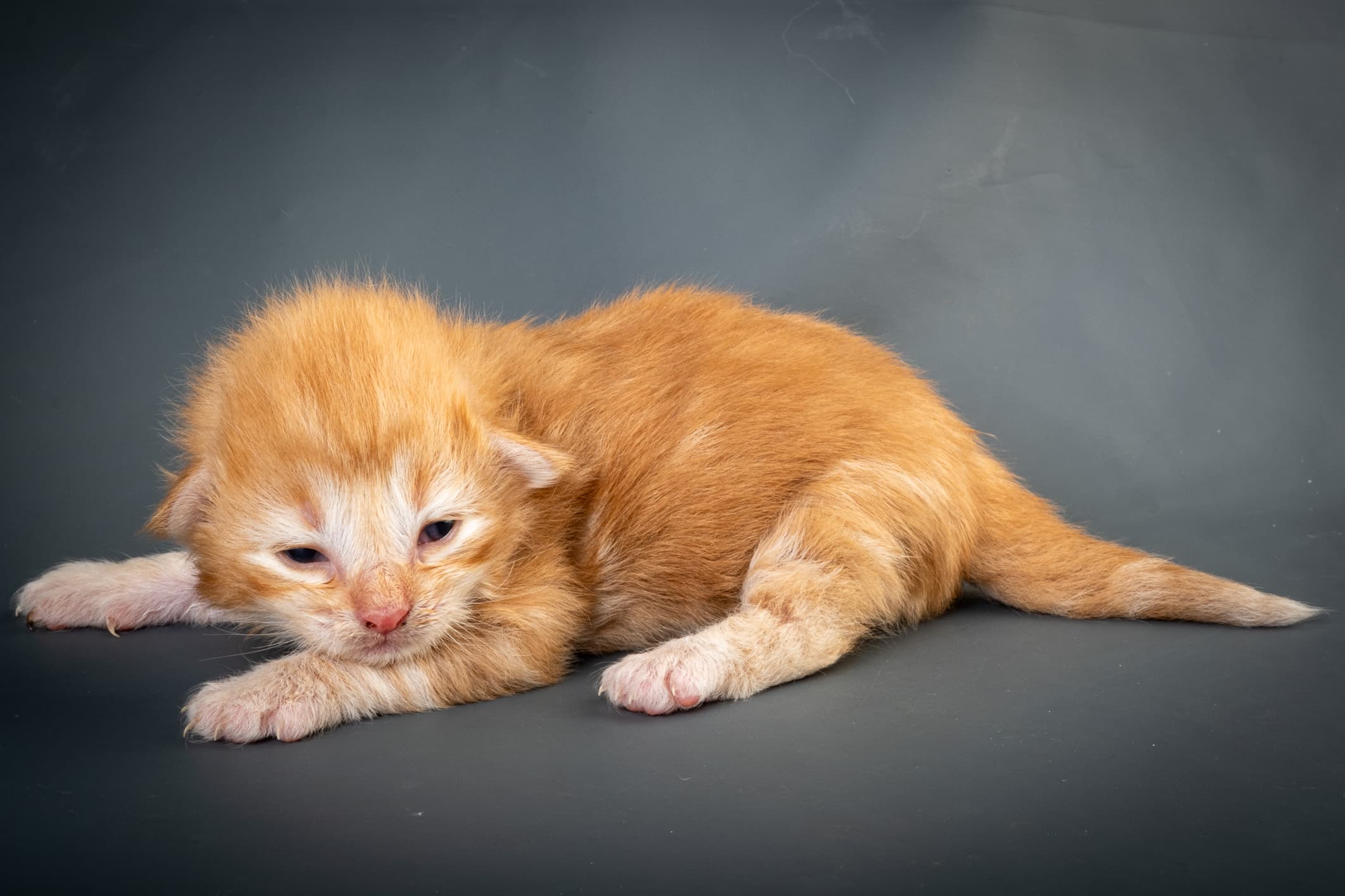 (N)Migoto's Nikolai, NFO d 09 22