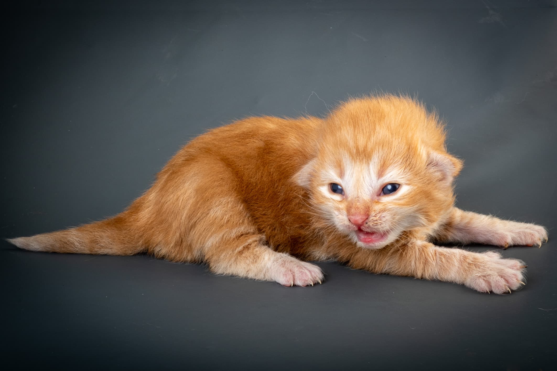 (N)Migoto's Nikolai, NFO d 09 22