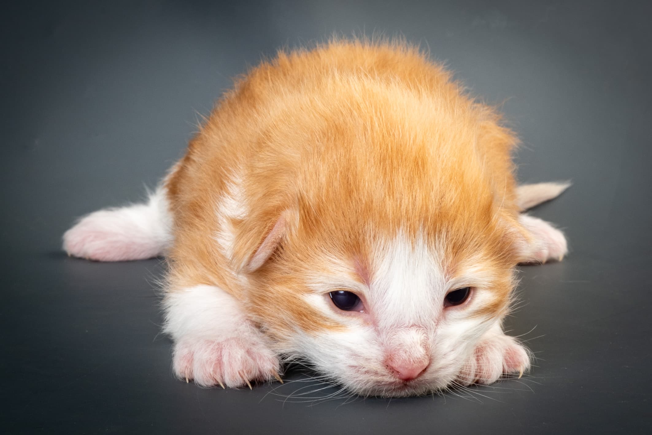 (N)Migoto's Nate, NFO d 03 22