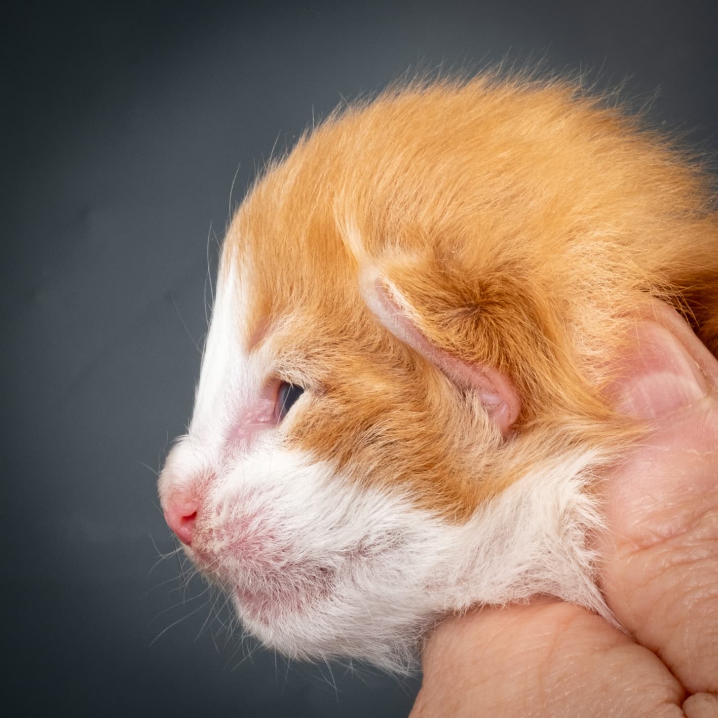 (N)Migoto's Nate, NFO d 03 22